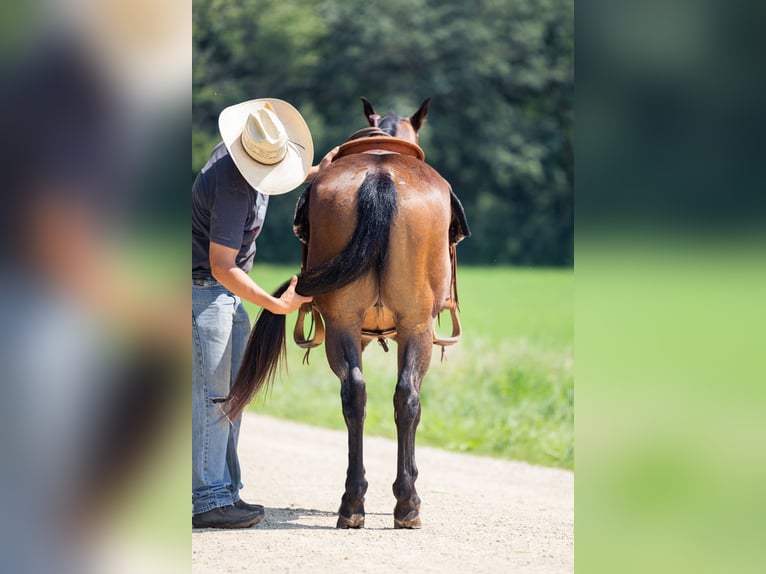 American Quarter Horse Wallach 8 Jahre 147 cm Roan-Bay in Cannon Falls