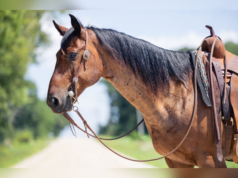 American Quarter Horse Wallach 8 Jahre 147 cm Roan-Bay in Cannon Falls