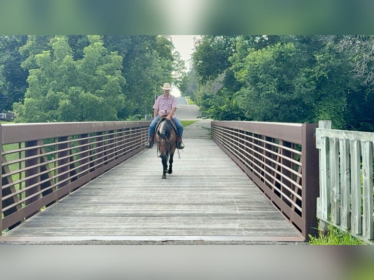 American Quarter Horse Wallach 8 Jahre 147 cm Roan-Bay in Cannon Falls
