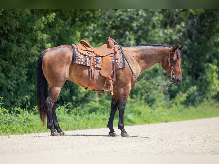 American Quarter Horse Wallach 8 Jahre 147 cm Roan-Bay in Cannon Falls