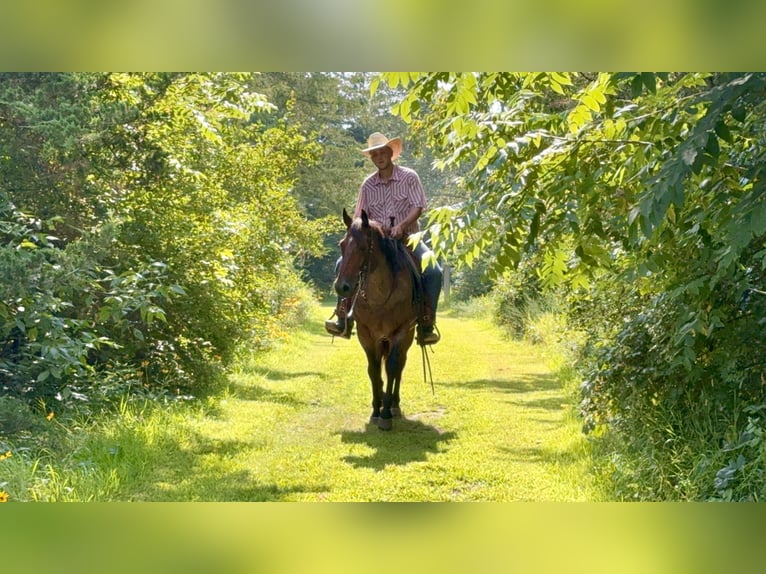American Quarter Horse Wallach 8 Jahre 147 cm Roan-Bay in Cannon Falls