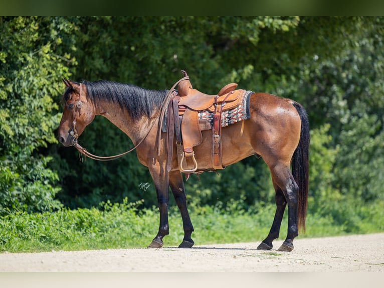 American Quarter Horse Wallach 8 Jahre 147 cm Roan-Bay in Cannon Falls