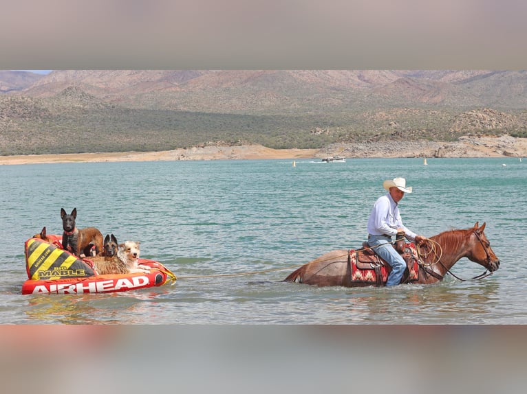 American Quarter Horse Wallach 8 Jahre 147 cm Roan-Red in Cave Creek, AZ