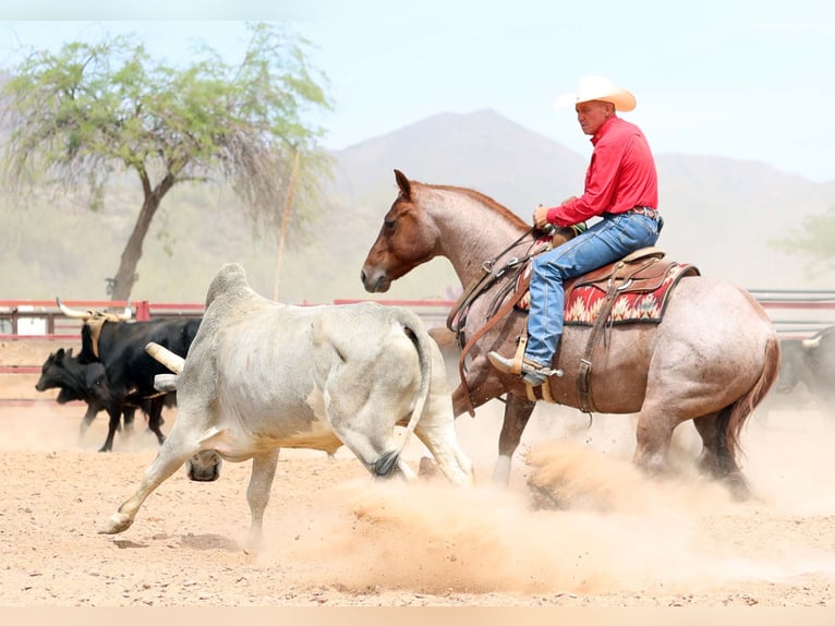 American Quarter Horse Wallach 8 Jahre 147 cm Roan-Red in Cave Creek, AZ