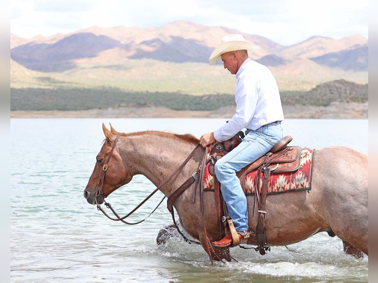 American Quarter Horse Wallach 8 Jahre 147 cm Roan-Red in Cave Creek, AZ