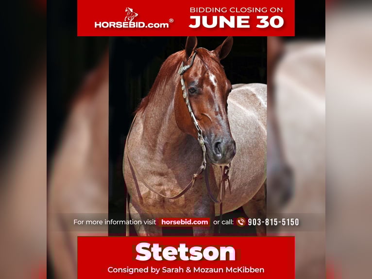 American Quarter Horse Wallach 8 Jahre 147 cm Roan-Red in Cave Creek, AZ