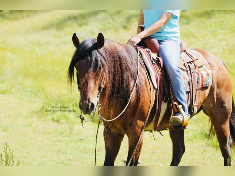 American Quarter Horse Wallach 8 Jahre 147 cm Roan-Red in Peosta