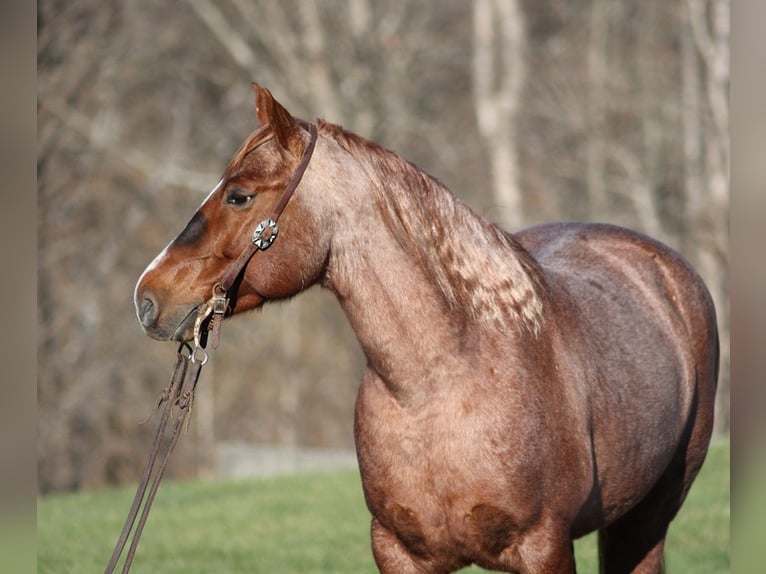American Quarter Horse Wallach 8 Jahre 147 cm Roan-Red in Somerset