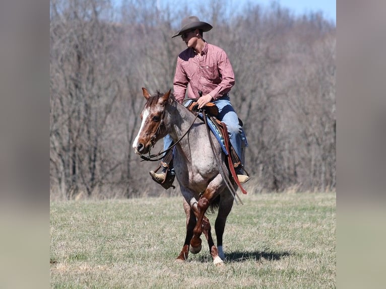 American Quarter Horse Wallach 8 Jahre 147 cm Roan-Red in Brodhead KY