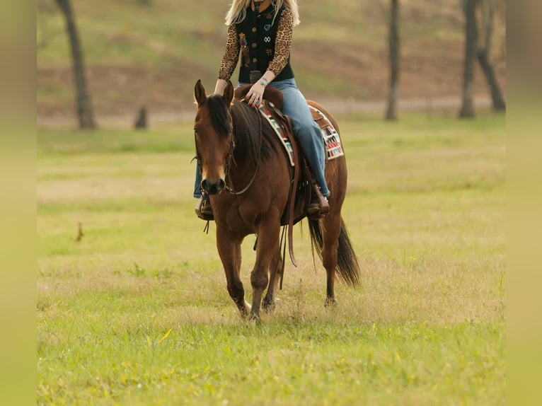 American Quarter Horse Wallach 8 Jahre 147 cm Rotbrauner in Quitman