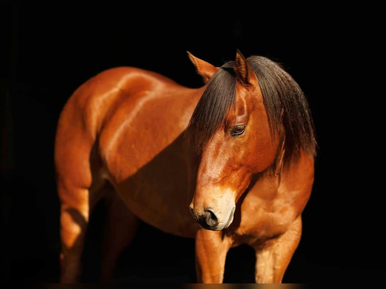 American Quarter Horse Wallach 8 Jahre 147 cm Rotbrauner in Quitman