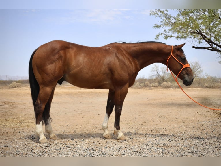 American Quarter Horse Wallach 8 Jahre 147 cm Rotbrauner in Tonopah