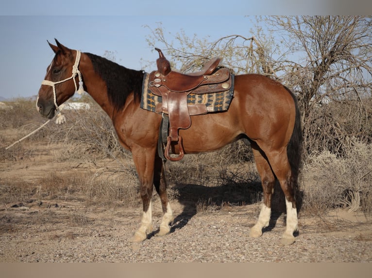 American Quarter Horse Wallach 8 Jahre 147 cm Rotbrauner in Tonopah
