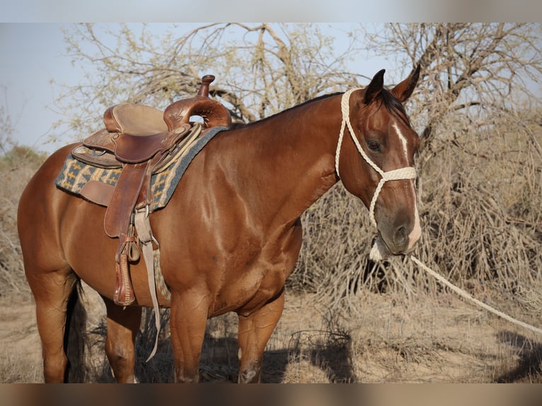 American Quarter Horse Wallach 8 Jahre 147 cm Rotbrauner in Tonopah