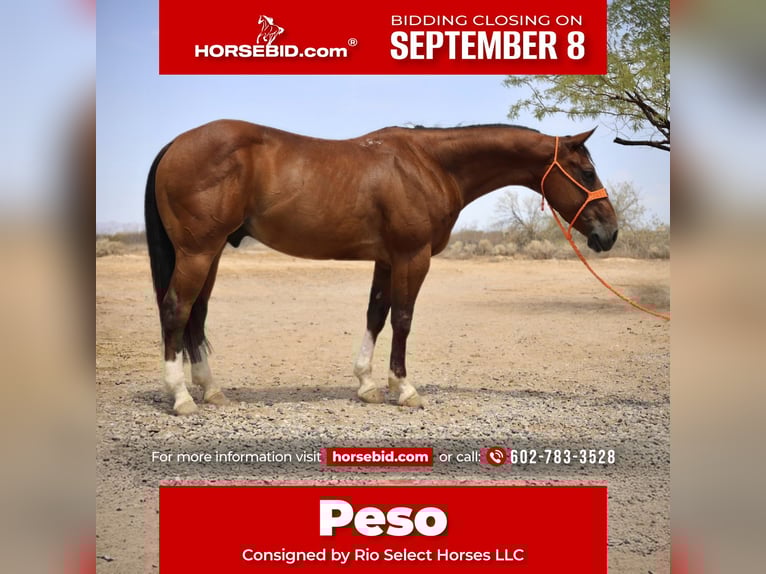 American Quarter Horse Wallach 8 Jahre 147 cm Rotbrauner in Tonopah