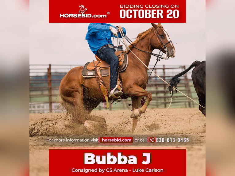 American Quarter Horse Wallach 8 Jahre 147 cm Rotfuchs in Decorah