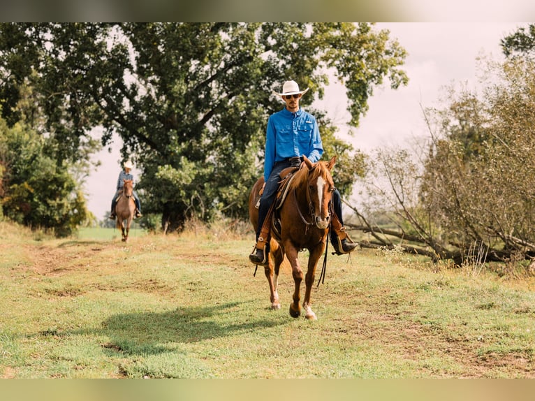 American Quarter Horse Wallach 8 Jahre 147 cm Rotfuchs in Decorah