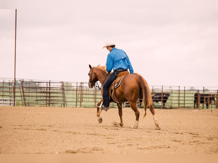 American Quarter Horse Wallach 8 Jahre 147 cm Rotfuchs in Decorah