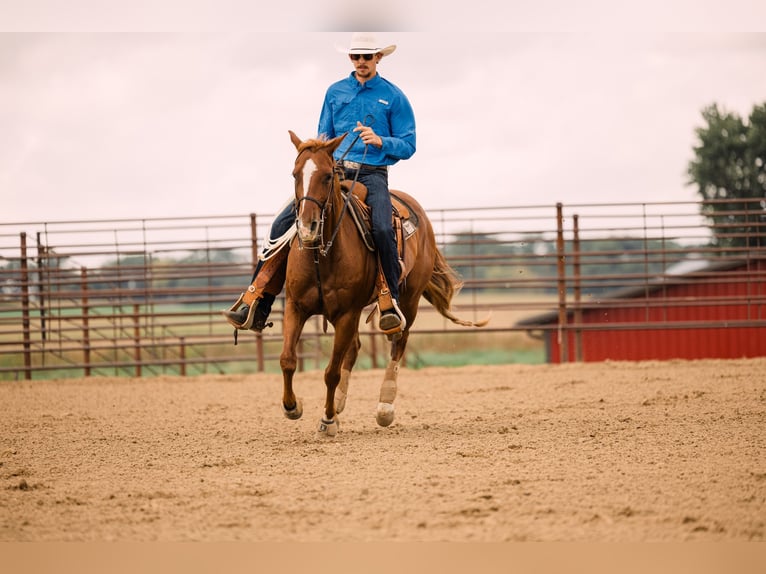 American Quarter Horse Wallach 8 Jahre 147 cm Rotfuchs in Decorah