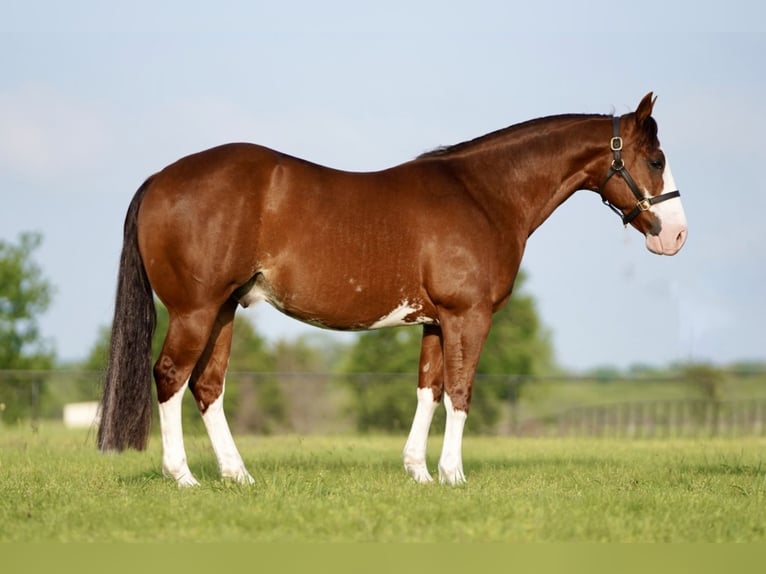 American Quarter Horse Wallach 8 Jahre 147 cm Rotfuchs in Pilot Point