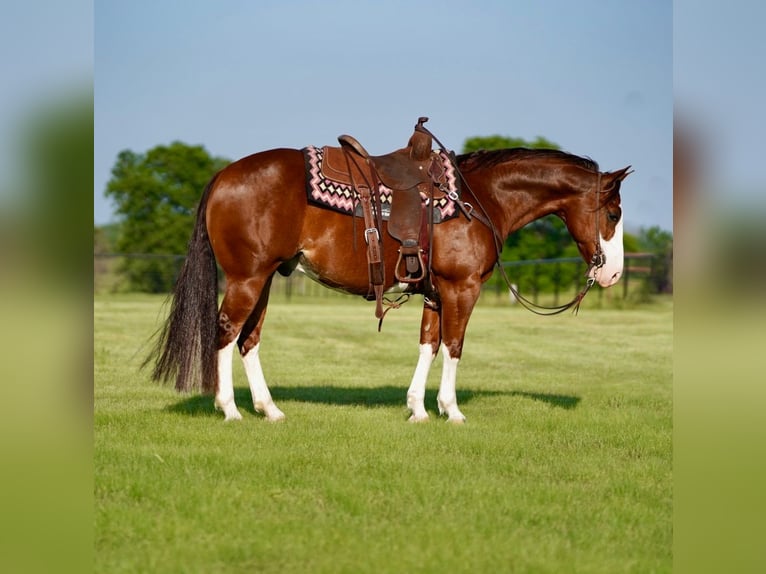 American Quarter Horse Wallach 8 Jahre 147 cm Rotfuchs in Pilot Point