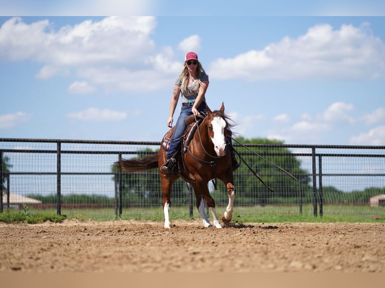 American Quarter Horse Wallach 8 Jahre 147 cm Rotfuchs in Pilot Point