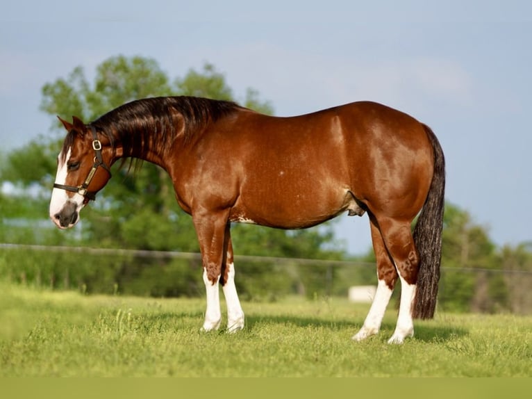 American Quarter Horse Wallach 8 Jahre 147 cm Rotfuchs in Pilot Point