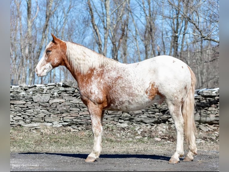 American Quarter Horse Wallach 8 Jahre 147 cm Rotfuchs in Everett PA