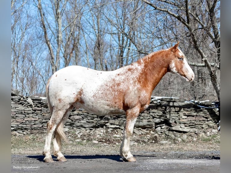 American Quarter Horse Wallach 8 Jahre 147 cm Rotfuchs in Everett PA