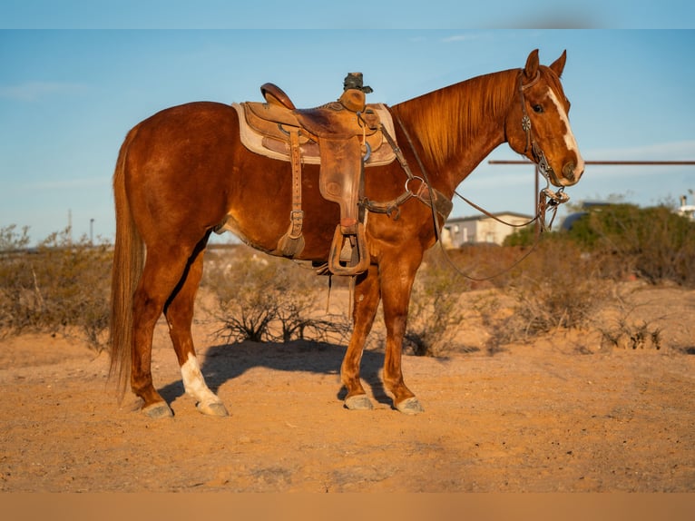 American Quarter Horse Wallach 8 Jahre 147 cm Rotfuchs in Wittmann, AZ