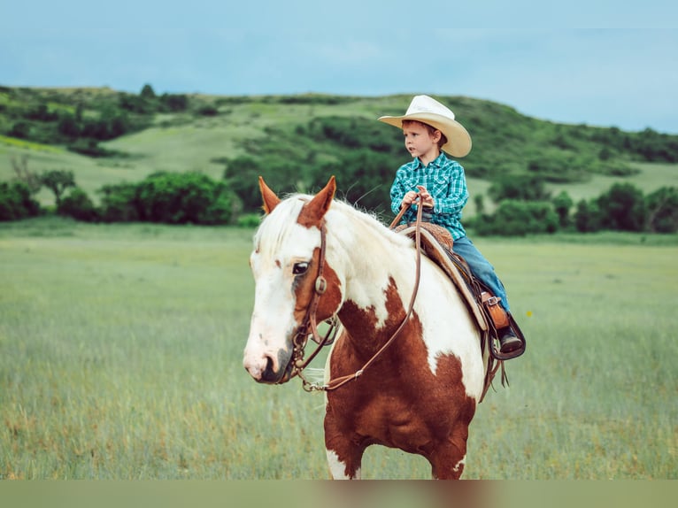 American Quarter Horse Wallach 8 Jahre 147 cm Schecke in Elkhart