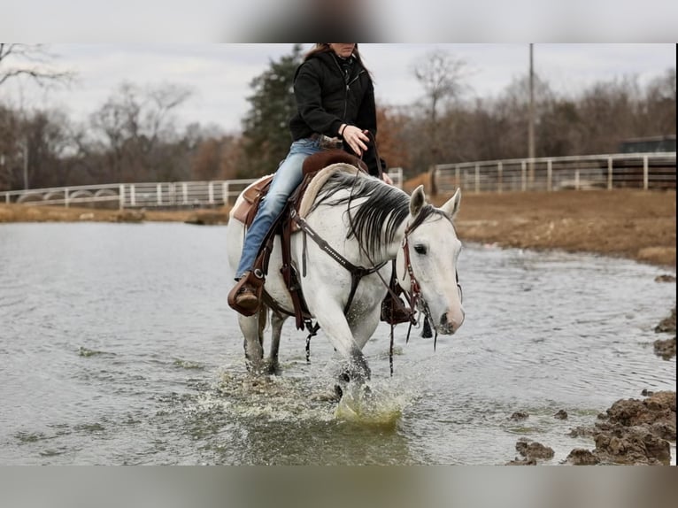 American Quarter Horse Wallach 8 Jahre 147 cm Schimmel in Whitesboro, TX