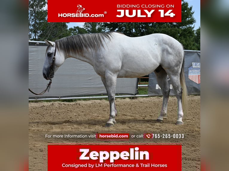 American Quarter Horse Wallach 8 Jahre 147 cm Schimmel in Scottsburg, IN