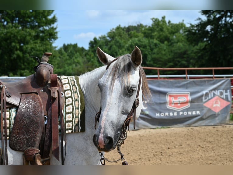 American Quarter Horse Wallach 8 Jahre 147 cm Schimmel in Scottsburg, IN