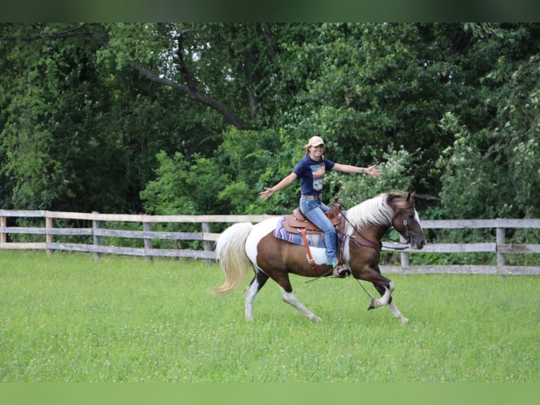American Quarter Horse Wallach 8 Jahre 147 cm Tobiano-alle-Farben in Highland Mi
