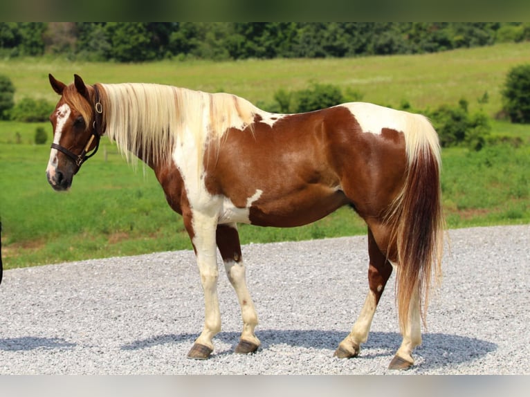 American Quarter Horse Wallach 8 Jahre 147 cm in Princeton, KY