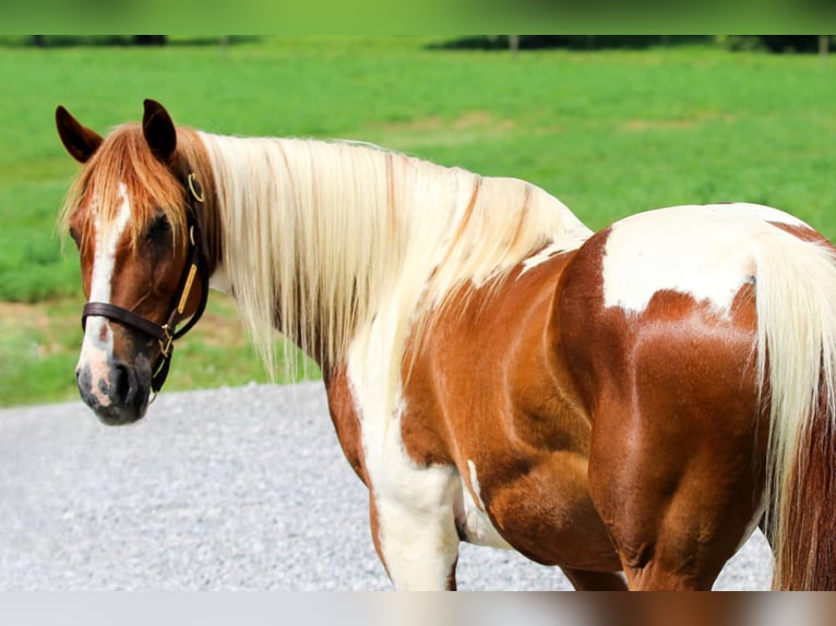 American Quarter Horse Wallach 8 Jahre 147 cm in Princeton, KY