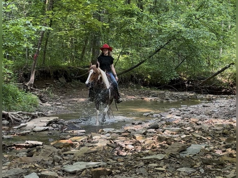 American Quarter Horse Wallach 8 Jahre 147 cm in Princeton, KY