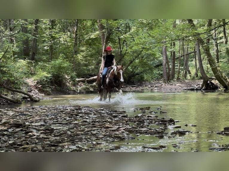 American Quarter Horse Wallach 8 Jahre 147 cm in Princeton, KY