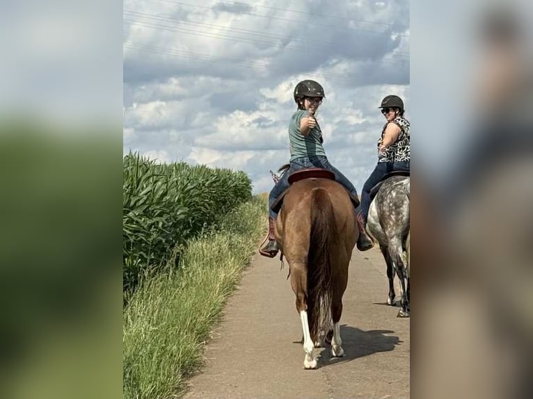 American Quarter Horse Wallach 8 Jahre 149 cm Fuchs in Dierkrich