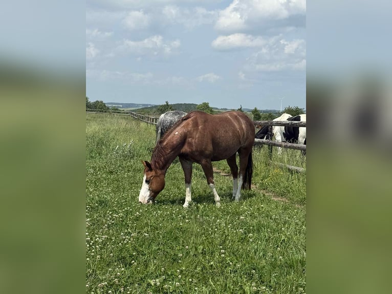 American Quarter Horse Wallach 8 Jahre 149 cm Fuchs in Diekrich