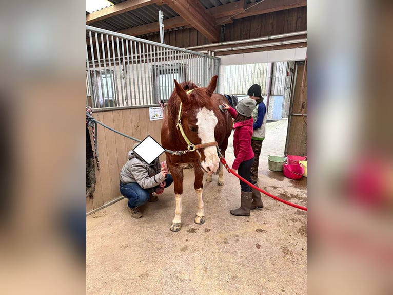 American Quarter Horse Wallach 8 Jahre 149 cm Fuchs in Diekrich