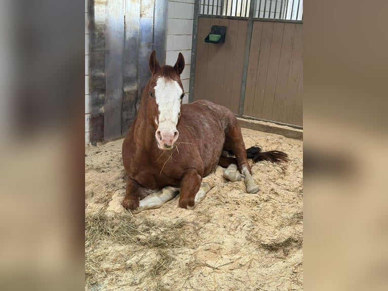 American Quarter Horse Wallach 8 Jahre 149 cm Fuchs in Diekrich