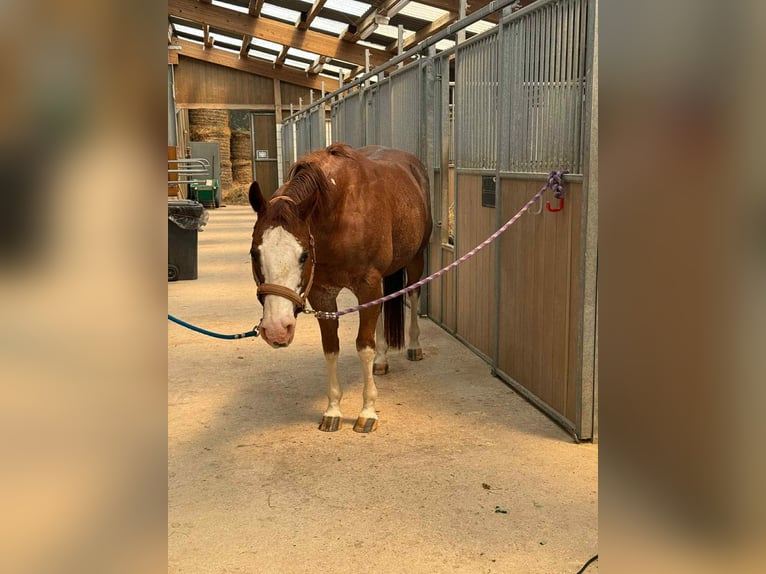 American Quarter Horse Wallach 8 Jahre 149 cm Fuchs in Diekrich