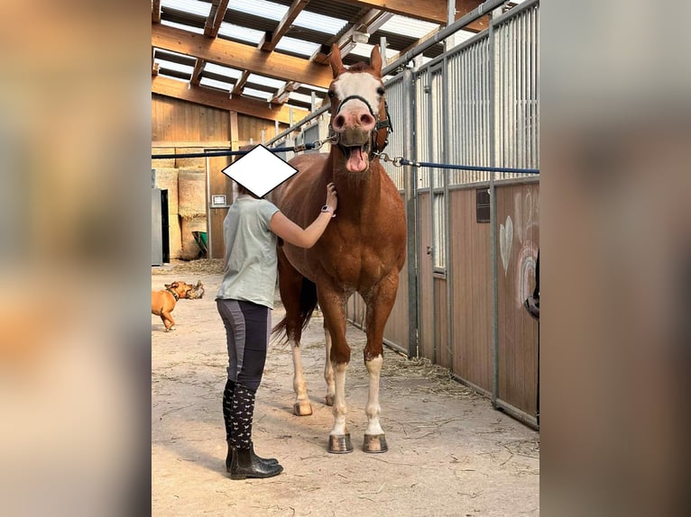 American Quarter Horse Wallach 8 Jahre 149 cm Fuchs in Diekrich
