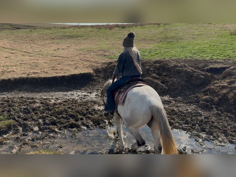 American Quarter Horse Wallach 8 Jahre 150 cm Apfelschimmel in Ponder, TX