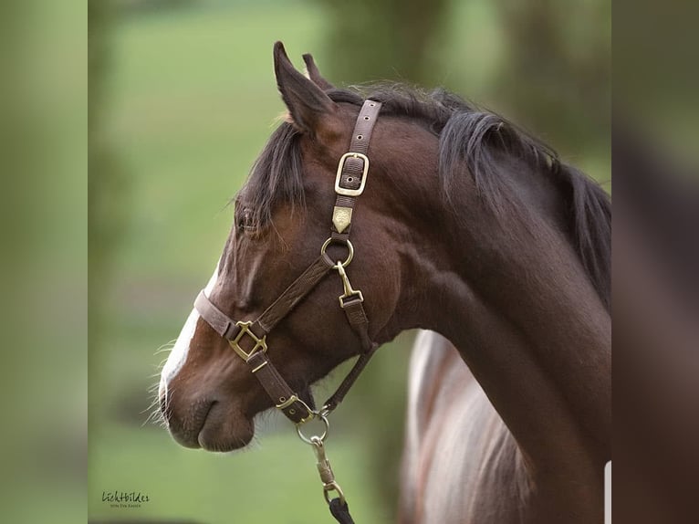 American Quarter Horse Wallach 8 Jahre 150 cm Brauner in Rheinland-pfalz