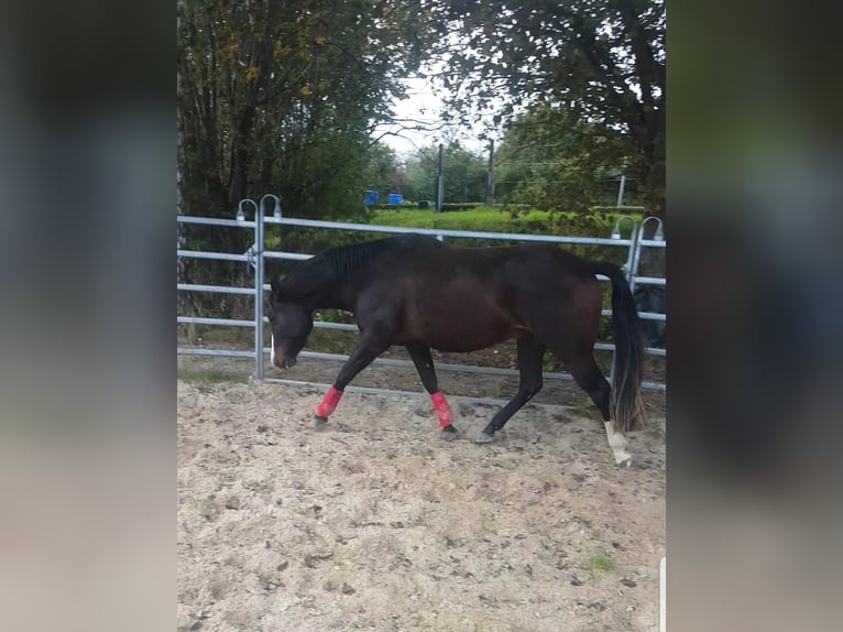 American Quarter Horse Wallach 8 Jahre 150 cm Brauner in Rheinland-pfalz