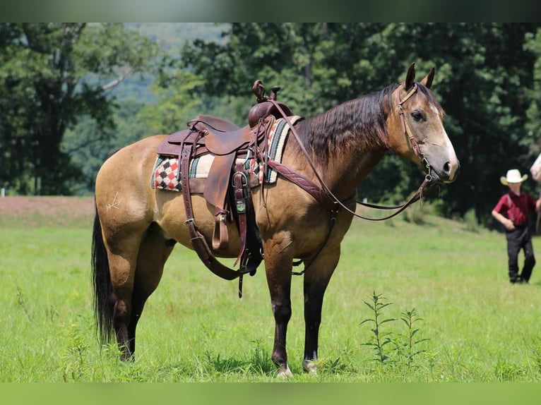 American Quarter Horse Wallach 8 Jahre 150 cm Buckskin in Rebersburg, PA
