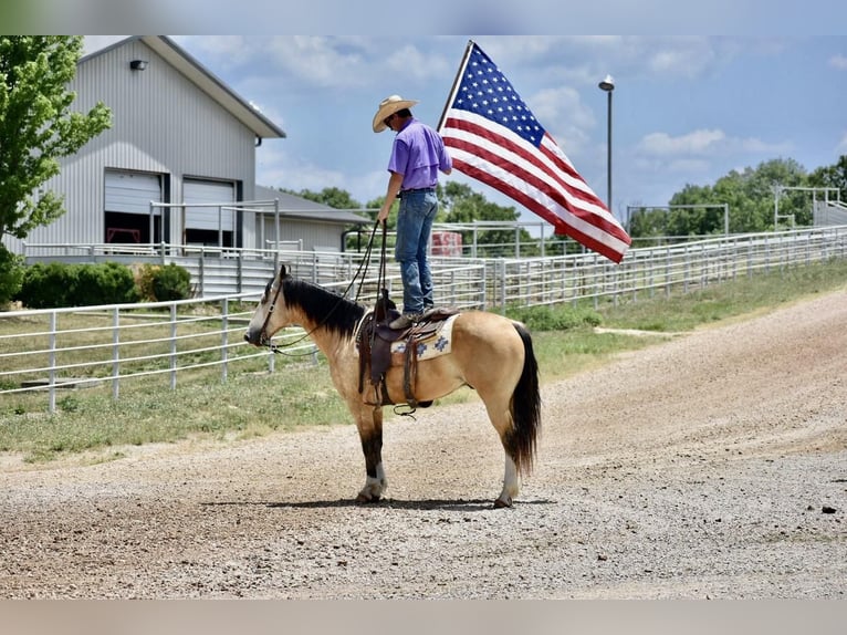 American Quarter Horse Wallach 8 Jahre 150 cm Buckskin in Sweet Springs, MO